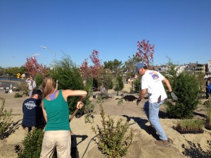 Maritime Forest Planting in Bradley Beach 4