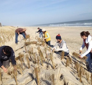 dune grass