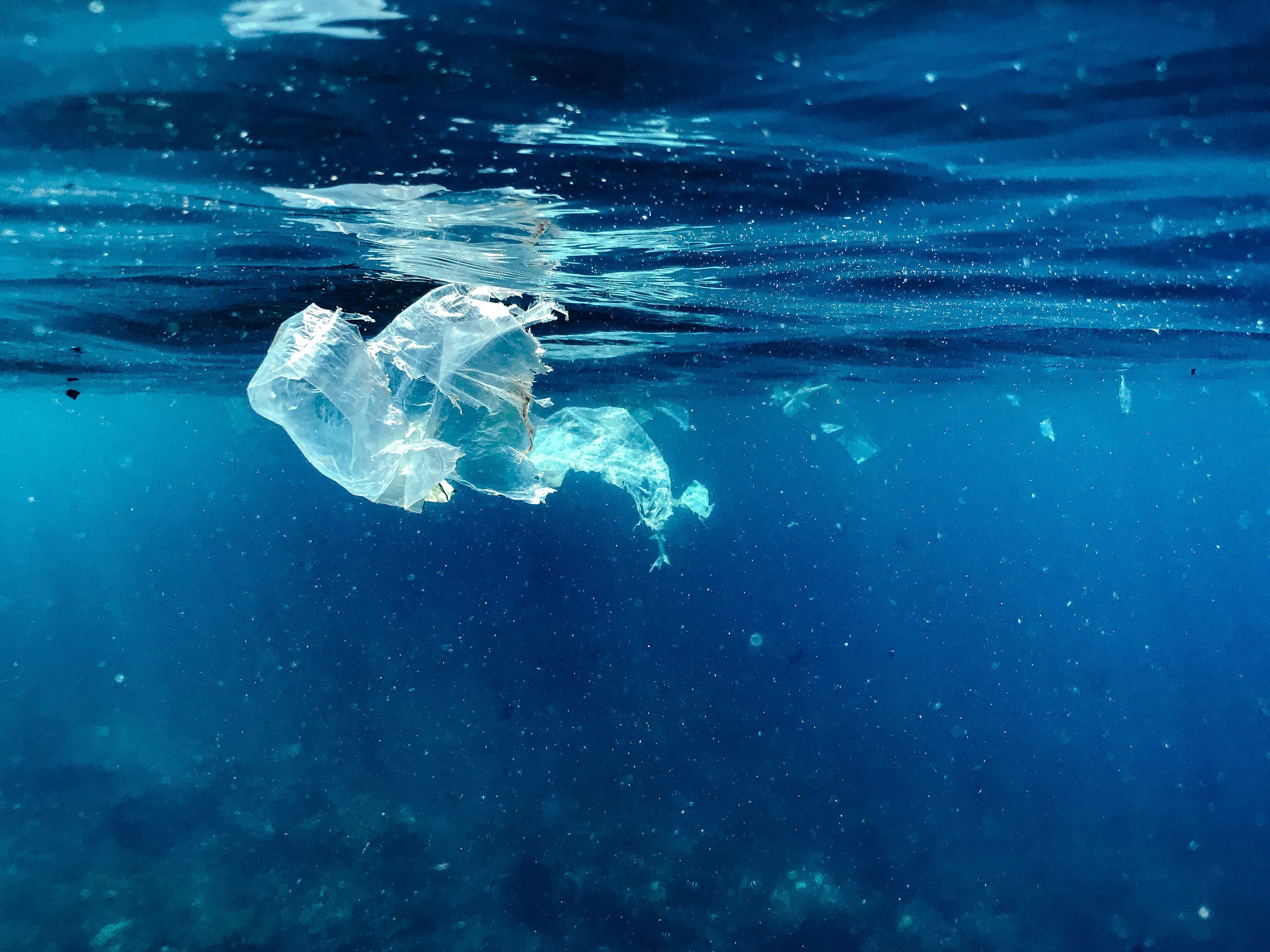 Strengthen the Statewide Bag Ban in California! Eliminate ALL Plastic Bags